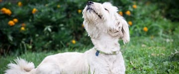 Air Wick Cómo combatir el olor a perro